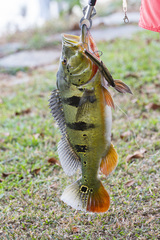 Cichla ocellaris