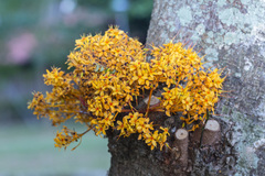 Saraca thaipingensis