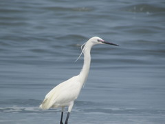 Egretta gularis