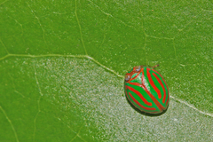 Hemisphaerius interclusus