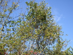 Amelanchier canadensis