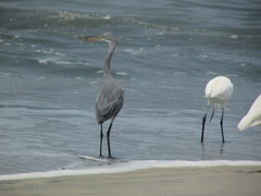 Egretta gularis