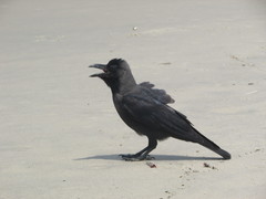 Corvus splendens