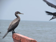 Phalacrocorax fuscicollis