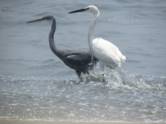 Egretta gularis