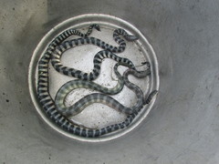 Hydrophis schistosus