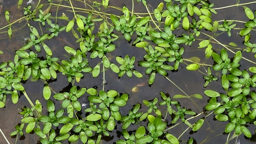 Image of Callitriche platycarpa by no rights reserved