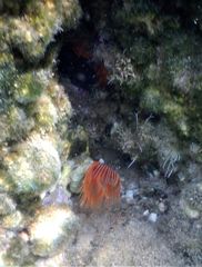 Serpula vermicularis