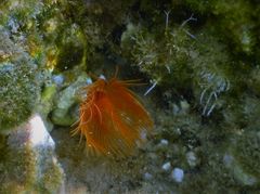 Serpula vermicularis