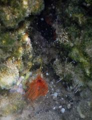 Serpula vermicularis
