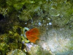 Serpula vermicularis