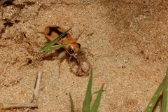 Phaeoxantha cruciata