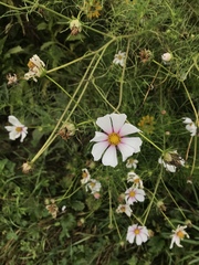Cosmos parviflorus