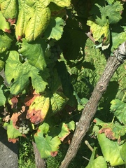 Vitis