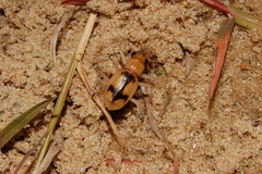 Phaeoxantha cruciata