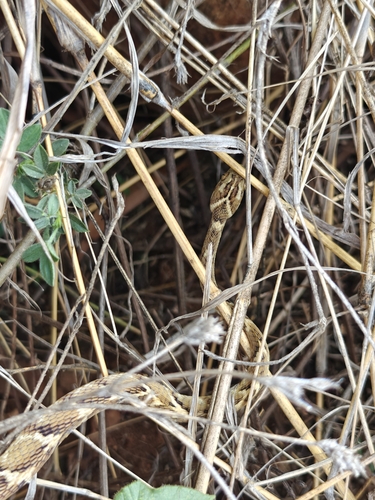 Common Cat Snake