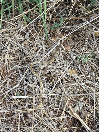 Common Cat Snake