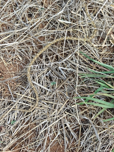 Common Cat Snake