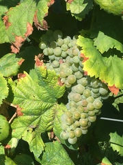 Vitis