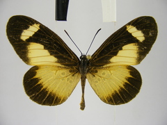 Mimacraea telloides