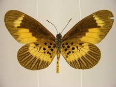 Mimacraea telloides