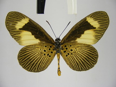 Mimacraea telloides