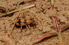 Phaeoxantha cruciata