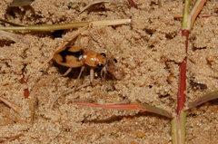 Phaeoxantha cruciata