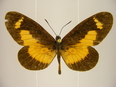 Mimacraea telloides