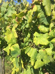 Vitis