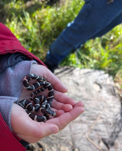 iNaturalist observation photo of California King Snake