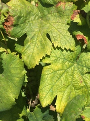 Vitis
