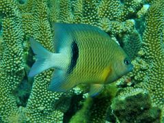 Plectroglyphidodon dickii
