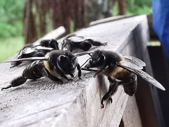 Apis dorsata breviligula