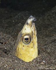 Ophichthus altipennis
