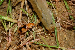 Phaeoxantha cruciata