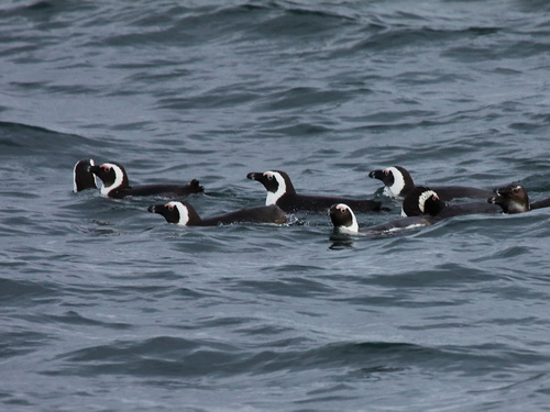 African Penguin, photo 3 of 7