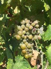 Vitis