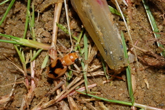 Phaeoxantha cruciata