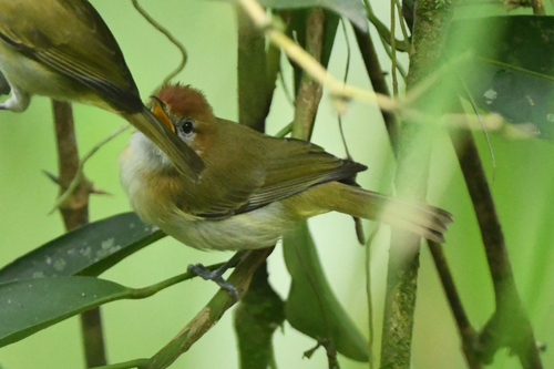 Rufous-naped Greenlet (Pachysylvia semibrunnea), photo 5