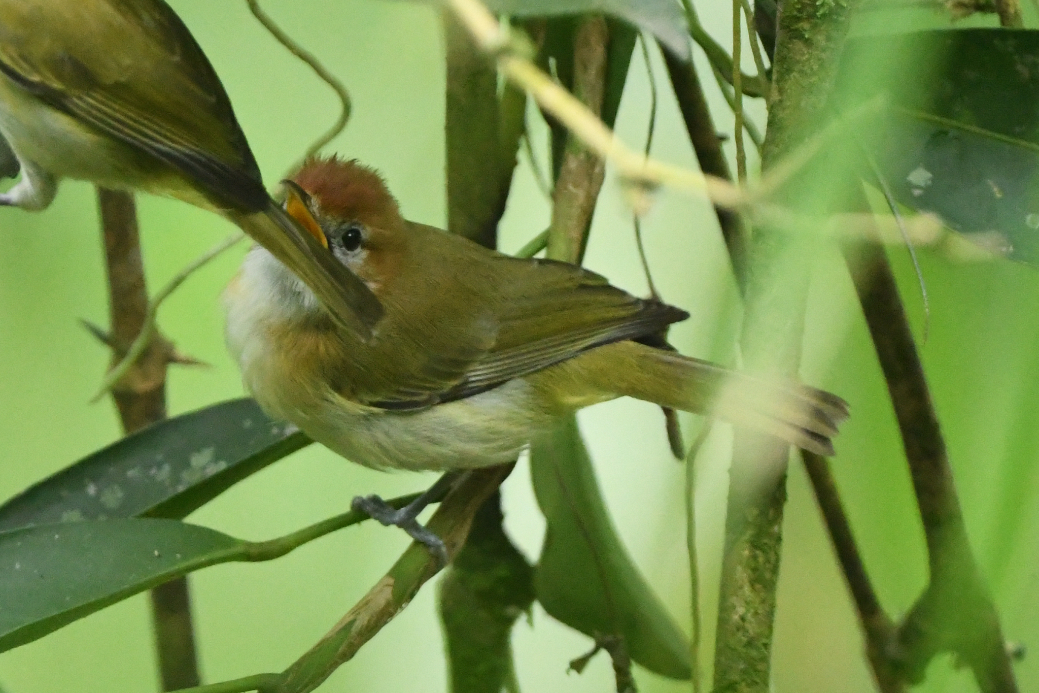 Rufous-naped Greenlet illustration