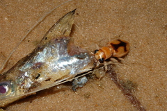 Phaeoxantha cruciata