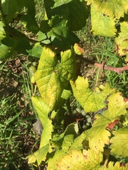 Vitis