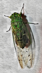 Orientopsaltria