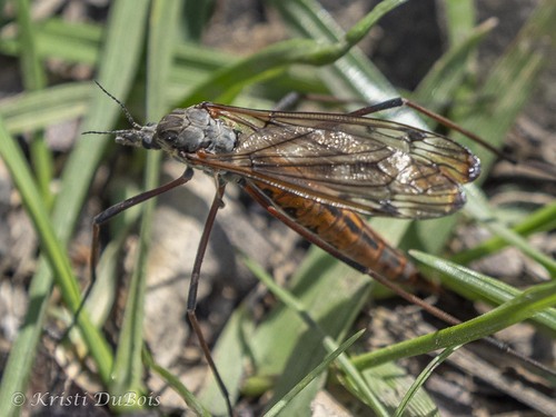 Unknown species found near Grant Creek, Missoula, MT 59808, USA