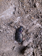 Carabus nemoralis