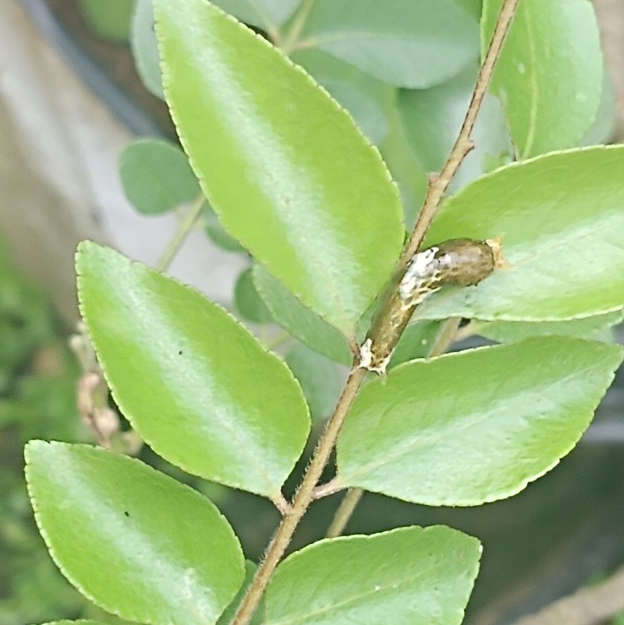 Common Mormon