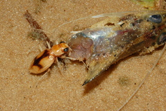 Phaeoxantha cruciata