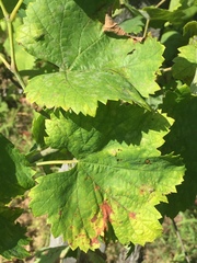 Vitis