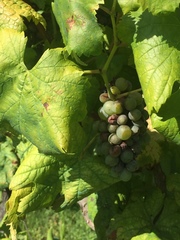 Vitis